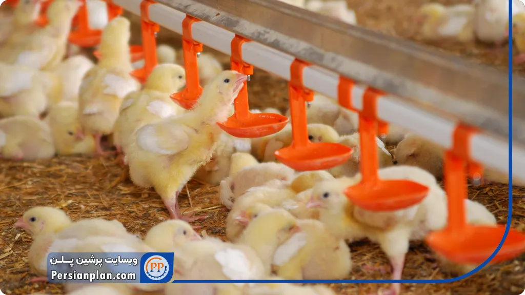 فرایند پرورش مرغ گوشتی_پرشین پلن