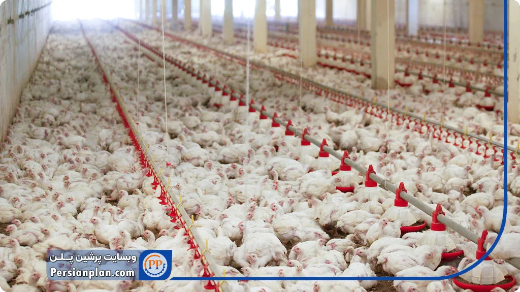 صادرات محصول مرغ گوشتی_پرشین پلن