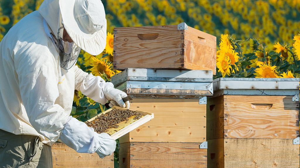 انتخاب محل پرورش زنبور عسل برای پرورش_پرشین پلن