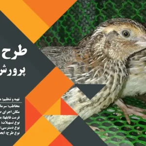 طرح توجیهی بلدرچین تخمگذار (سال 1404) +هدیه به ارزش 150 هزار تومان