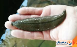 طرح توجیهی پرورش زالو_پرشین پلن