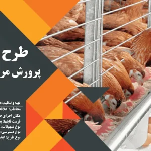 طرح توجیهی مرغ تخمگذار 1000 قطعه ای (1404) +هدیه به ارزش 150 هزار تومان