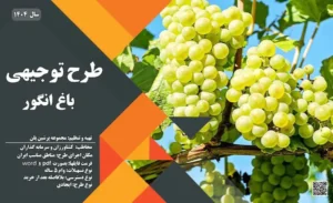 طرح توجیهی احداث باغ انگور_پرشین پلن