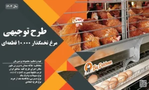 طرح توجیهی مرغ تخمگذار 10000 قطعه ای_پرشین پلن