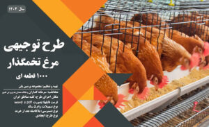-توجیهی-مرغ-تخمگذار-1000-قطعه-ای_پرشین پلن