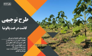 طرح توجیهی کاشت درخت پالونیا_پرشین پلن