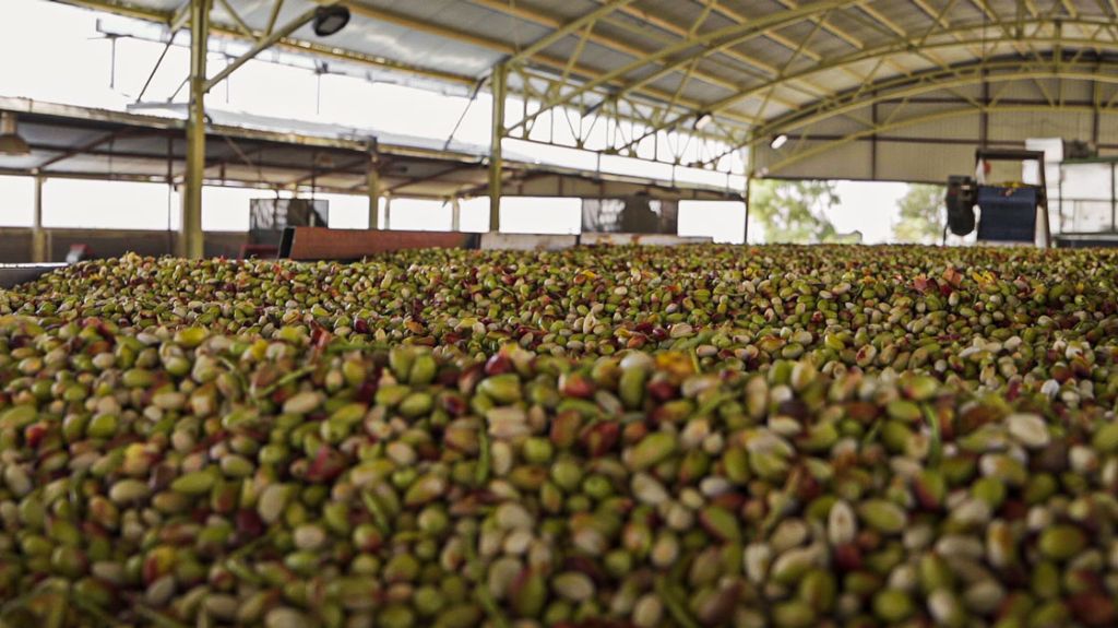 طرح توجیهی ترمینال ضبط پسته☀️(اختصاصی برای وام+مجوز)