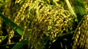 طرح توجیهی تولید بذر هیبرید_پرشین پلن