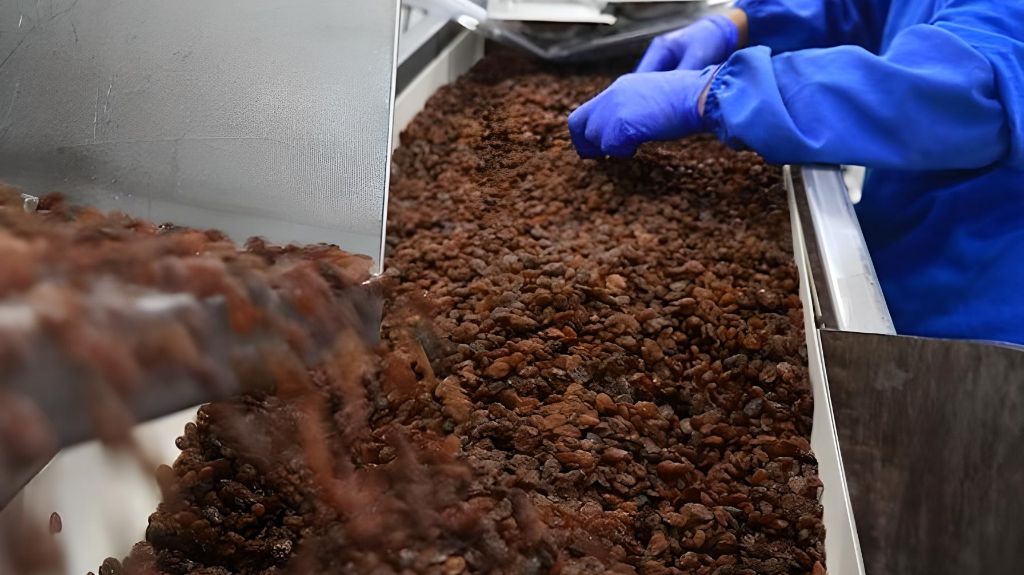 مراحل تولید کشمش از صفر تا صد در کارخانه_پرشین پلن