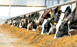 طرح توجیهی دامداری_پرشین پلن