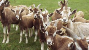 طرح توجیهی دامداری سبک_پرشین پلن