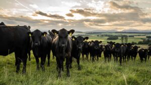 طرح توجیهی پرورش دام سنگین_پرشین پلن