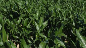 طرح توجیهی کشت ذرت علوفه ای _پرشین پلن