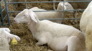 طرح توجیهی گوسفند لاکن_پرشین پلن