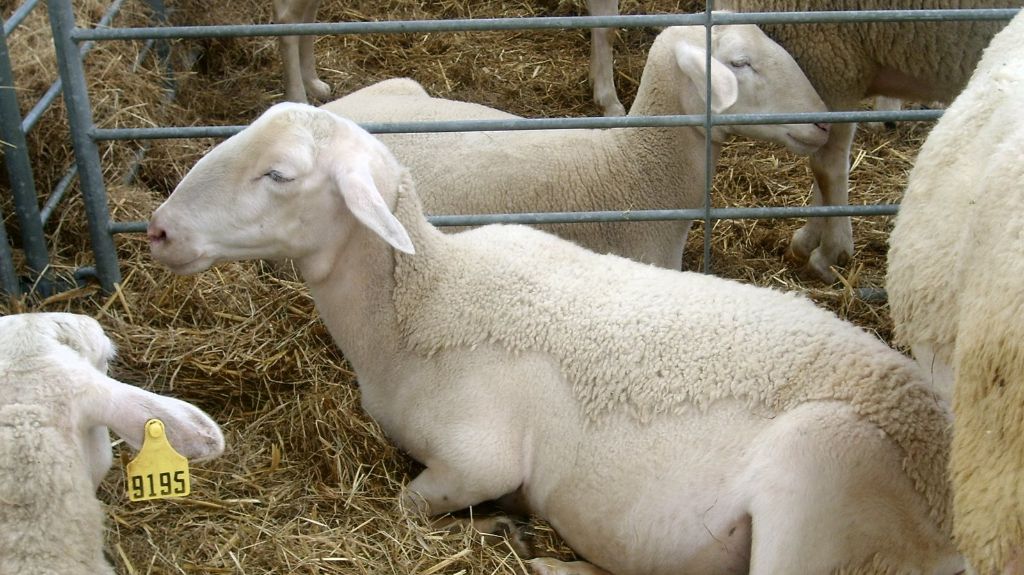 طرح توجیهی گوسفند لاکن☀️(طرح ویژه وام و مجوز)